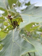 Callirhytis perditor