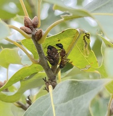 Callirhytis perditor