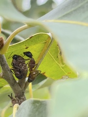 Callirhytis perditor