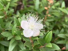Myrtus communis