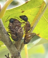 Callirhytis perditor