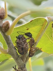 Callirhytis perditor