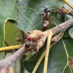 Callirhytis perditor