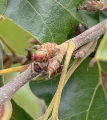 Callirhytis perditor