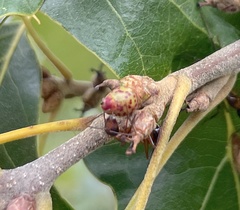 Callirhytis perditor