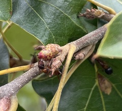 Callirhytis perditor