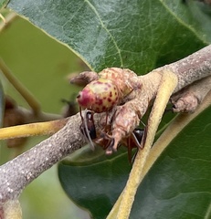 Callirhytis perditor