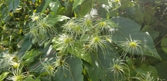 Clematis tangutica