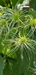 Clematis tangutica