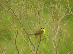 Geothlypis aequinoctialis