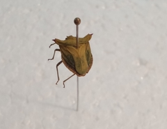 Neoderoploa bruchii