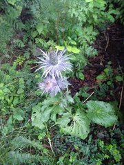 Eryngium alpinum