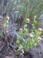 Erepsia forficata