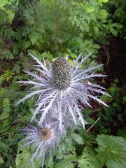 Eryngium alpinum