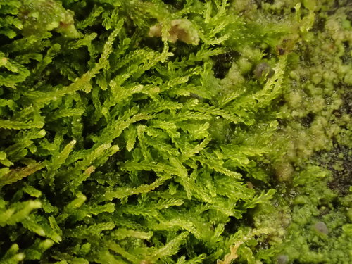 Fuscocephaloziopsis catenulata