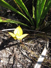 Disa tenuifolia