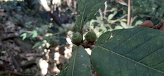 Ficus velutina