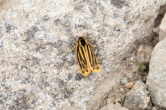 Setina aurita