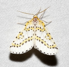 Philtraea monillata