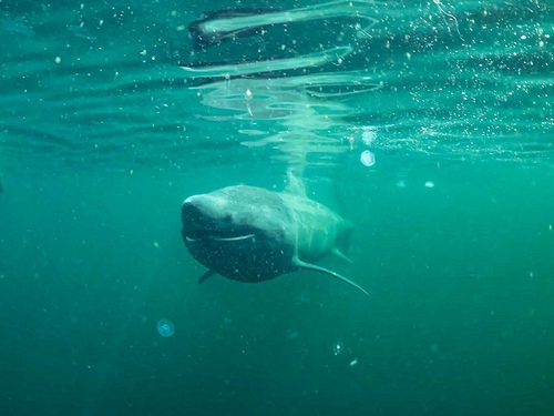 Basking shark (Cetorhinus maximus) — Cetorhinidae — 2