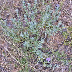 Syncolostemon elliottii