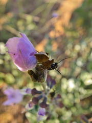 Syncolostemon elliottii