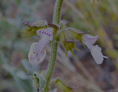 Syncolostemon elliottii
