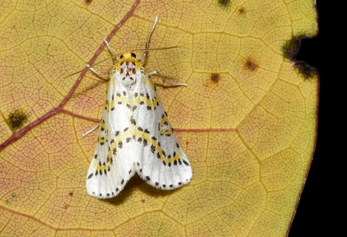 Philtraea monillata