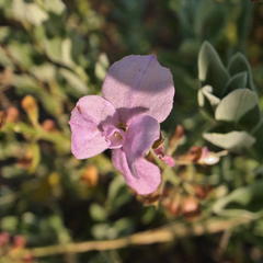 Syncolostemon elliottii