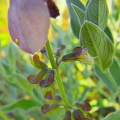 Syncolostemon elliottii