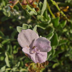 Syncolostemon elliottii