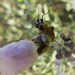 Syncolostemon elliottii