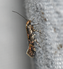 Aristotelia rubidella