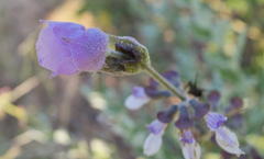 Syncolostemon elliottii