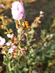 Syncolostemon elliottii