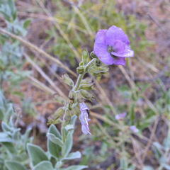 Syncolostemon elliottii