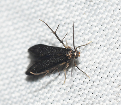 Schreckensteinia erythriella