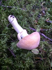 Cortinarius caperatus