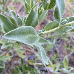 Syncolostemon elliottii