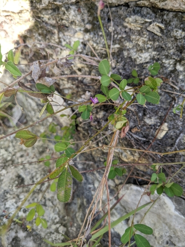 Image of Lespedeza texana by (c) Cleveland Powell, some rights reserved (CC BY)