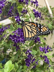 Danaus plexippus plexippus