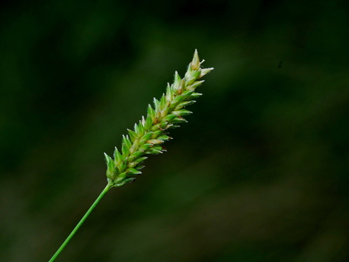 glenwoodgrass (Sacciolepis indica)