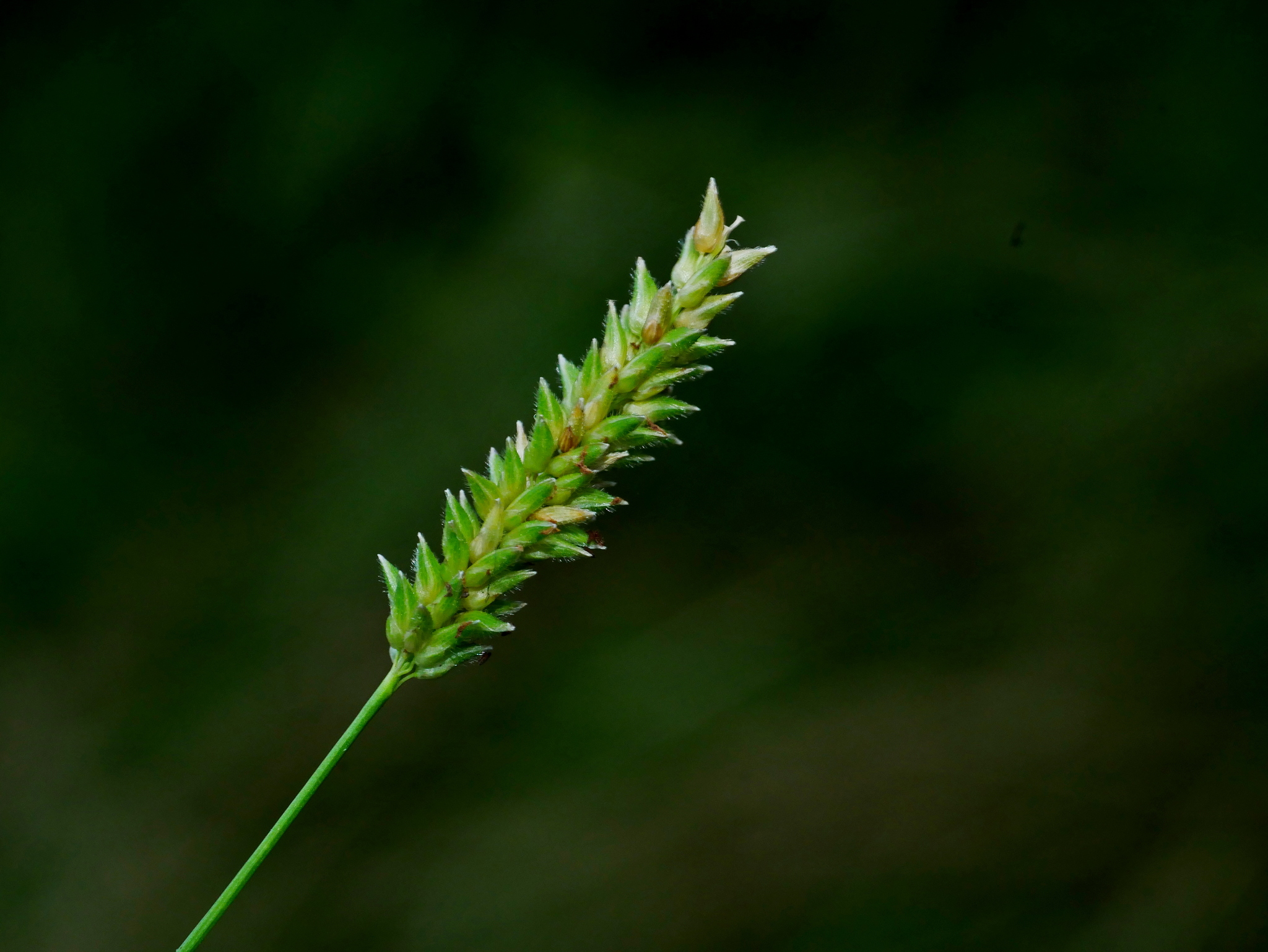 Sacciolepis indica