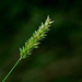 Indian Cupscale Grass - Photo (c) Jacy Chen, some rights reserved (CC BY), uploaded by Jacy Chen