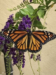 Danaus plexippus plexippus