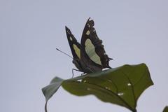 Polyura agraria