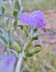 Syncolostemon elliottii