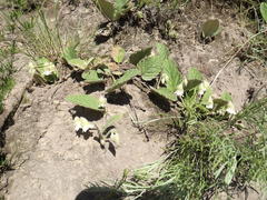 Hermannia geniculata