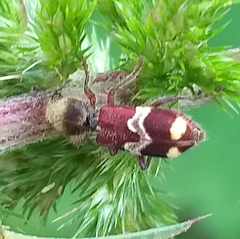 Enoclerus bombycinus
