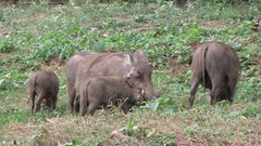 Phacochoerus africanus aeliani